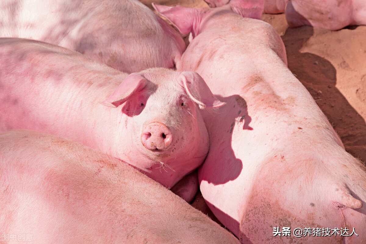 猪拉羊屎疙瘩皮肤发红怎么办,猪皮肤发红指压不褪色