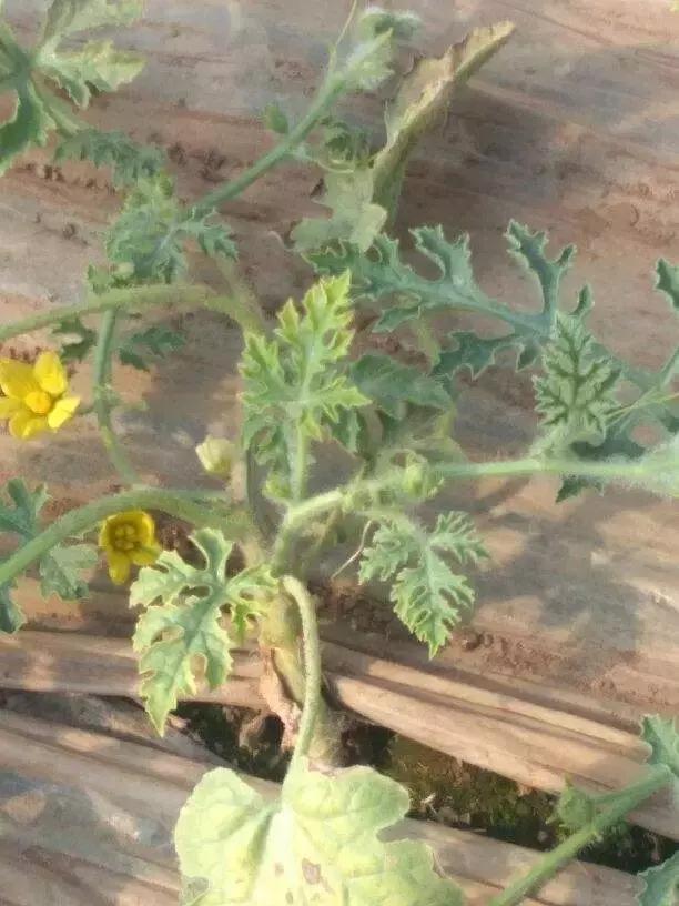 西瓜小叶病西瓜叶片卷曲原因,西瓜龙头皱缩什么原因