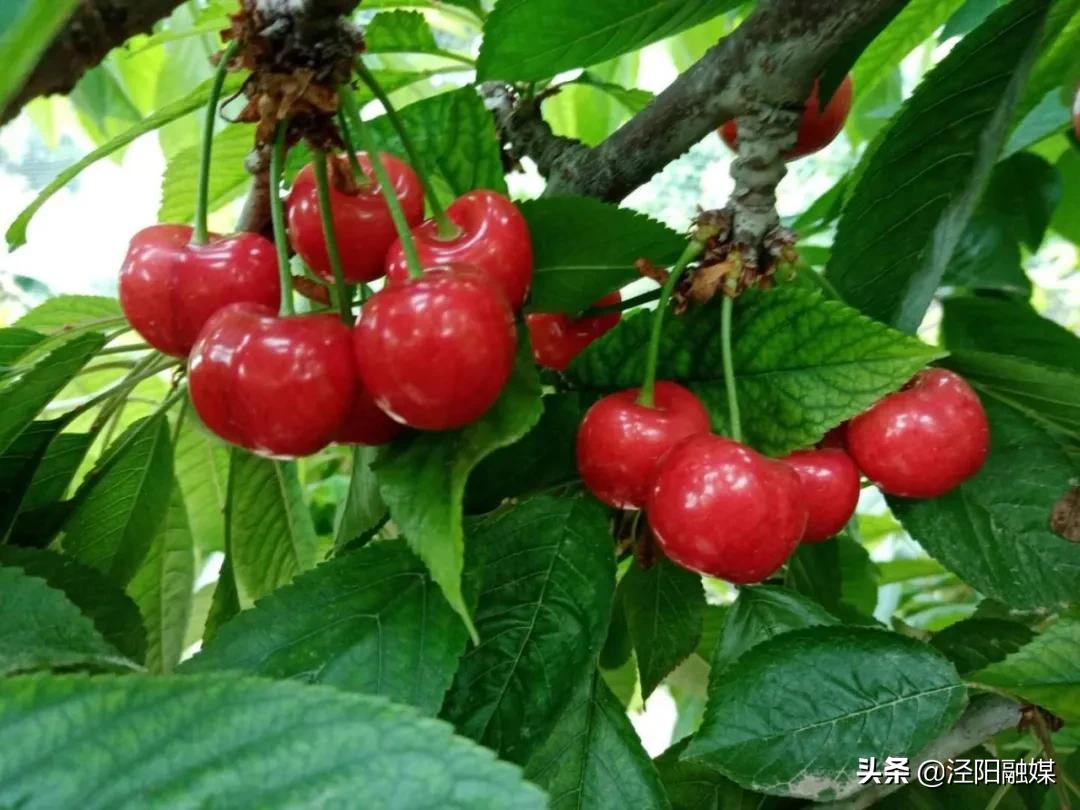 吃樱桃的注意事项图文,吃樱桃的注意事项