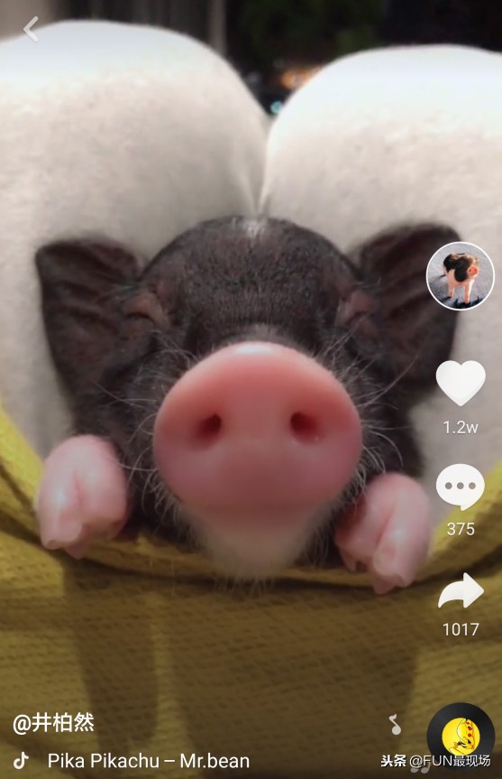 井柏然抖音小猪,井柏然给白敬亭送小猪佩奇