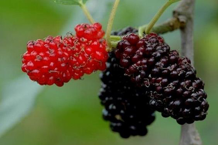 桑葚采摘容易压坏,桑葚刚摘回来吃了会怎样