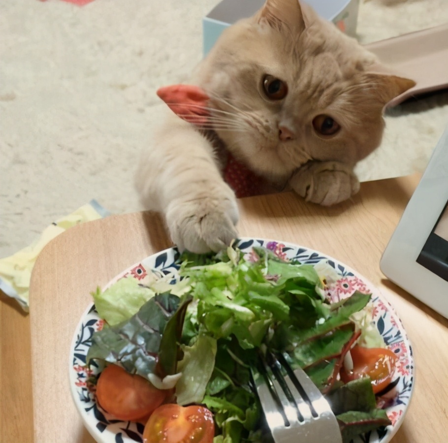 宠物猫太胖好不好,宠物猫怎么减肥