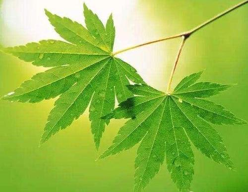 拟音大师唱歌视频,拟声大师