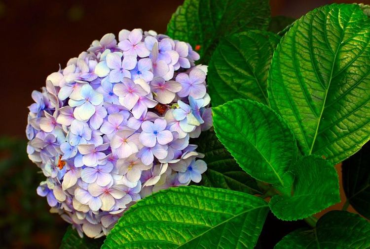 军旅杂谈之七《乐话绣球风》