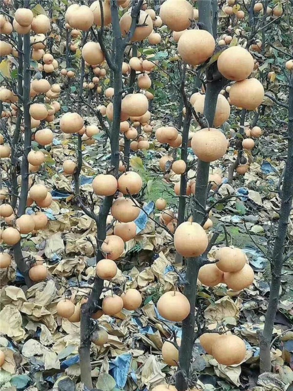 柱状梨树苗品种详细介绍,柱状梨苗好品种价格