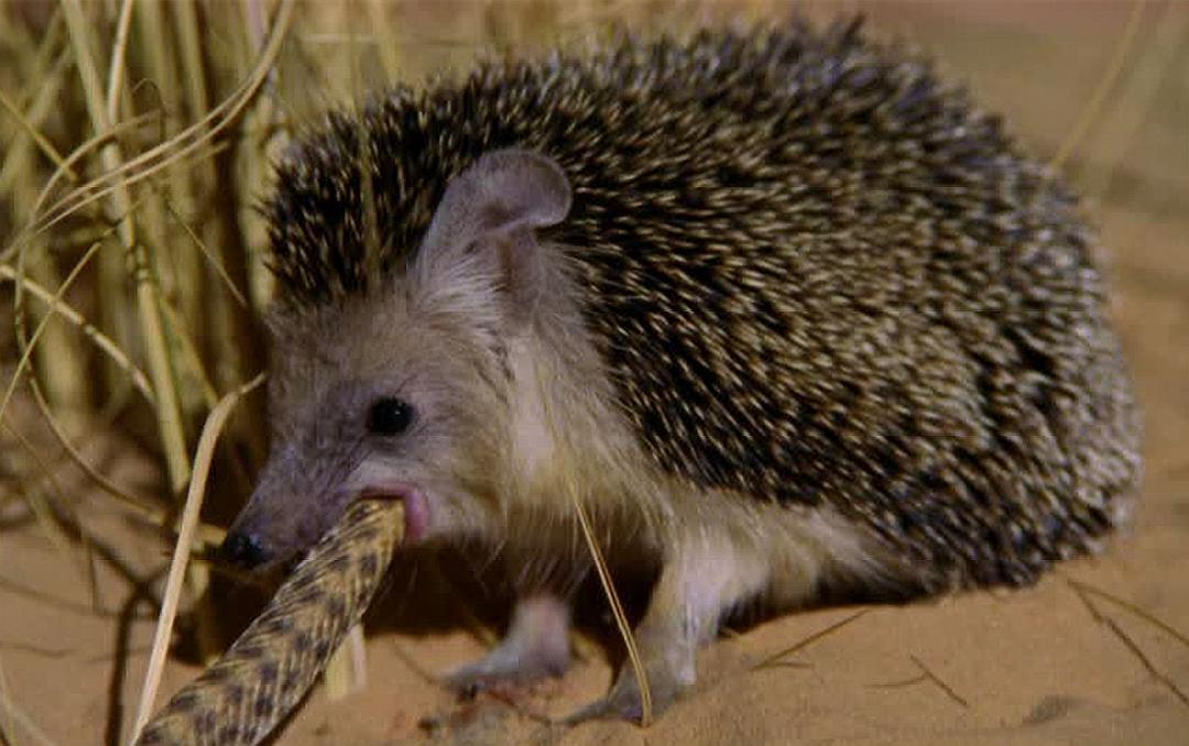 刺猬吃蛇过程,刺猬真的是蛇的天敌吗