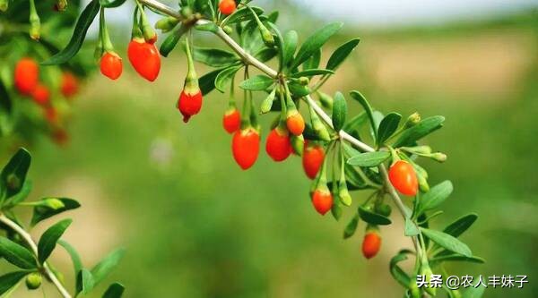 药用枸杞的种植技术,枸杞干货怎么选