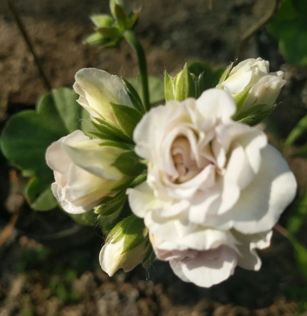 这种花别乱浇水水越多越不开花,这种花不怕冷好养易活