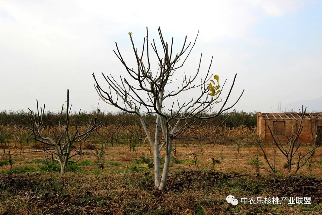 核桃树产量不高怎么回事,核桃树什么时间控旺比较好