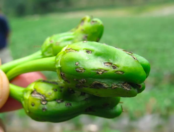 辣椒炭疽病又来了，叶片，果实受害严重？你需要加强以下6项管理