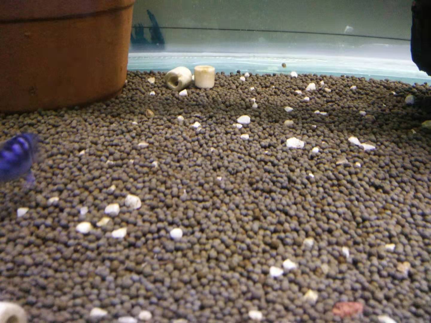 清道夫能清除鱼缸的青苔吗,鱼缸里种水草怎么清理污垢