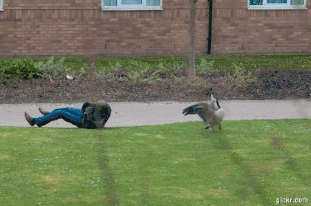 鹅粪便为什么不能杀蛇,鹅屎为什么能杀死蛇