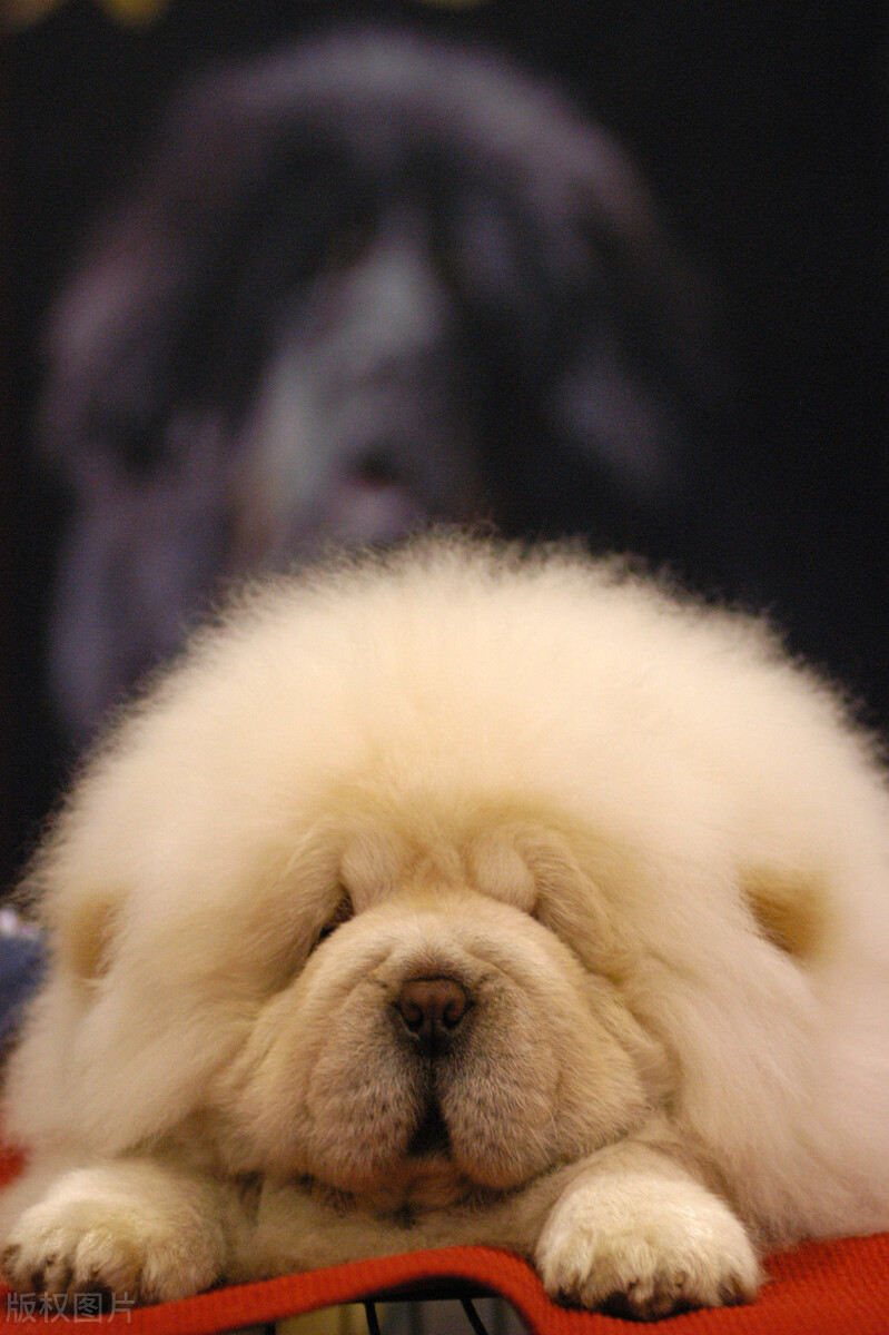 松狮犬的喂养与护理方法,松狮犬吃什么比较好养呢