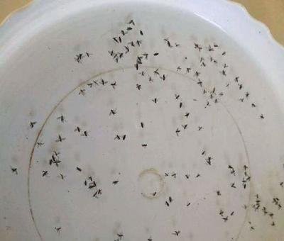 养花有小黑飞的最佳治愈方法,养花出现小黑飞怎么处理