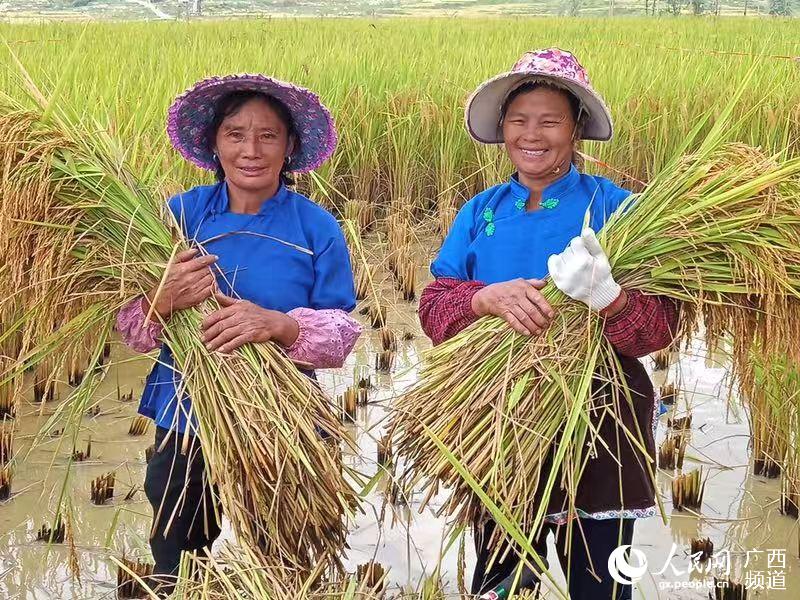 南丹贡米,南丹巴坪大米