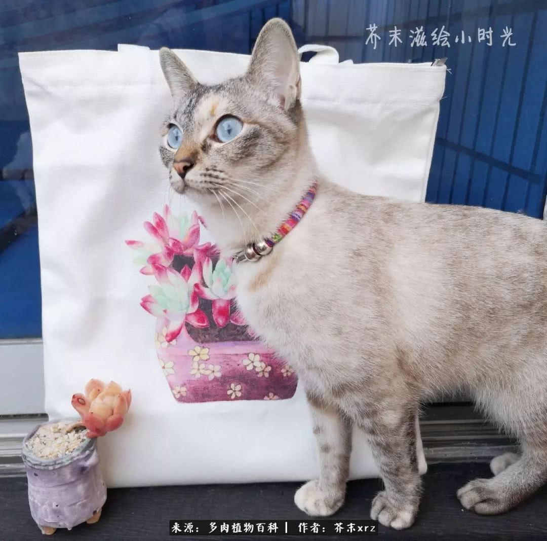 那个爱画多肉的小姑娘带着她的心头肉又来啦!