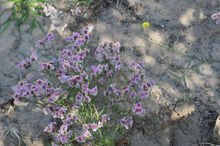 北京军区干枝梅,北京军区守备一师哪一年重建