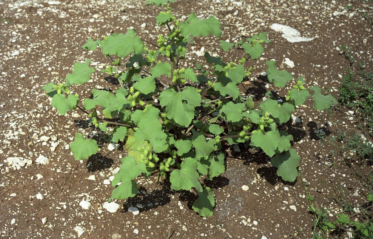 苍耳子食用,苍耳子能吃吗怎么吃