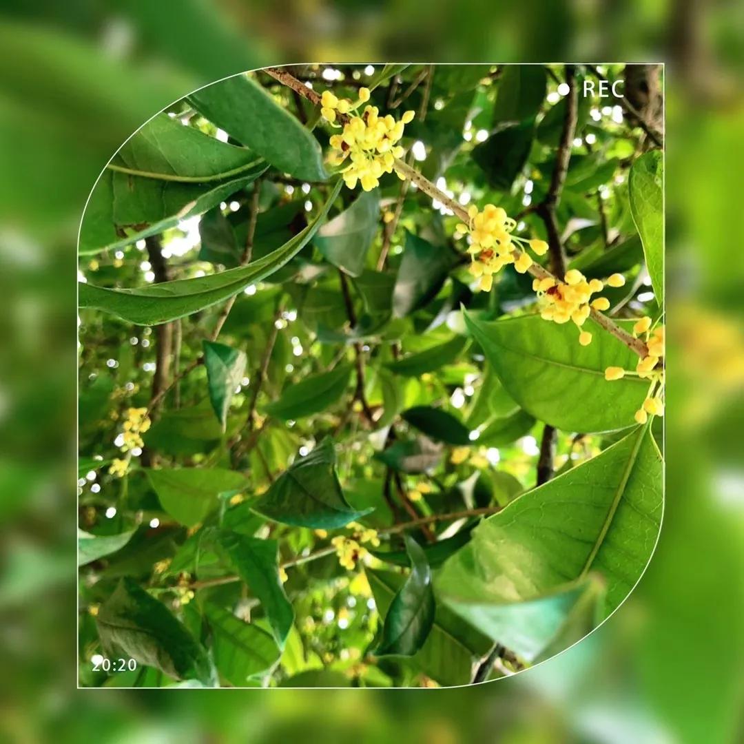 秋天你好吗,秋天你好