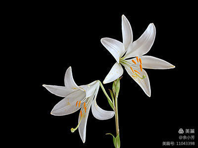 美丽的百合花绽放了,美丽的百合花原唱