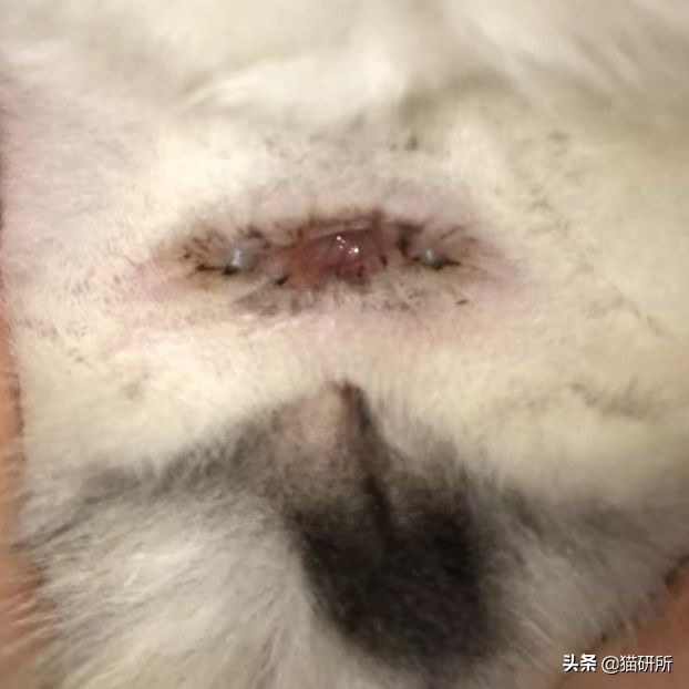 猫咪全项检查都有什么,猫咪的17项基础检查