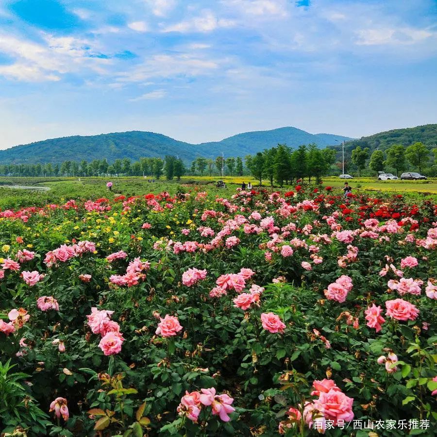 苏州西山网红打卡地樱花,苏州西山风景区有什么好玩的地方