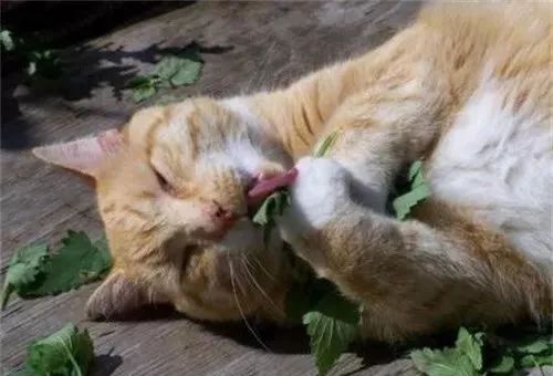 猫咪打滚=发情？又涨知识了