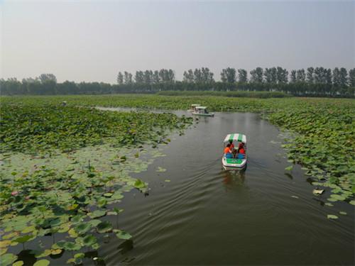 碧荷湾水生植物,碧荷湾图片