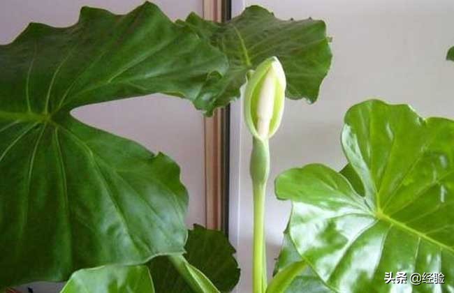 滴水观音烂根长白虫,滴水观音烂根怎么办图解