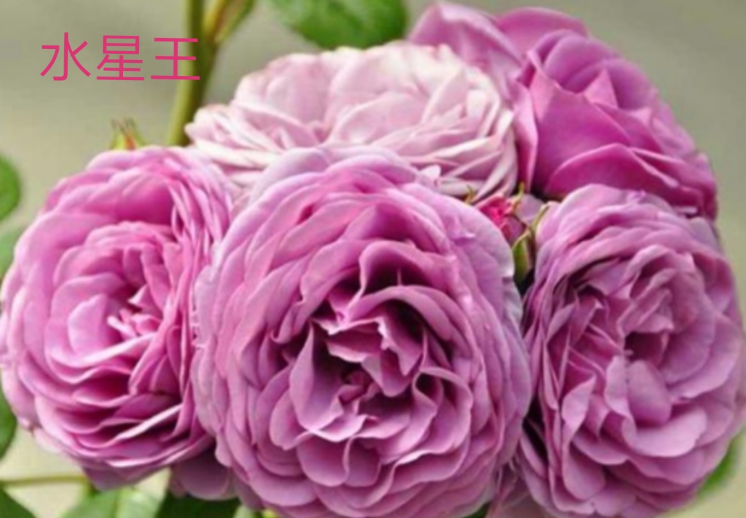 阳台系列月季品种大全,微型月季藤本月季