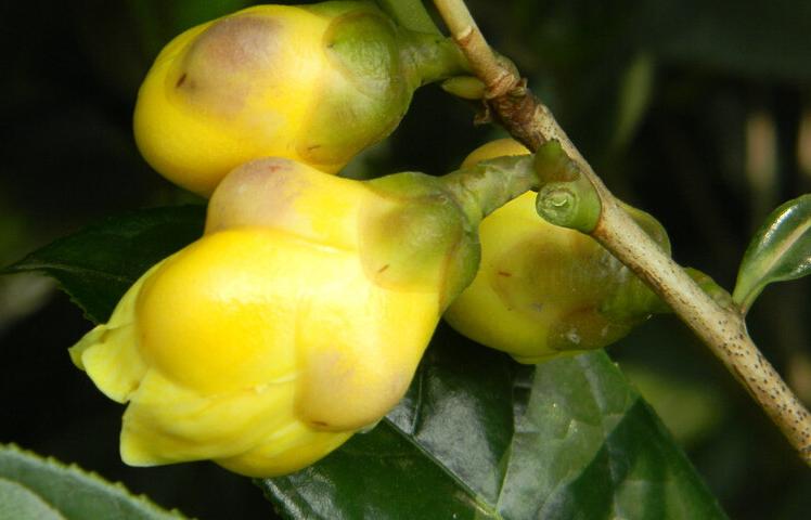 金花茶适合什么地方生长,野生金花茶与种植金花茶区别