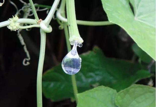 丝瓜水价格,丝瓜茎汁液的价值