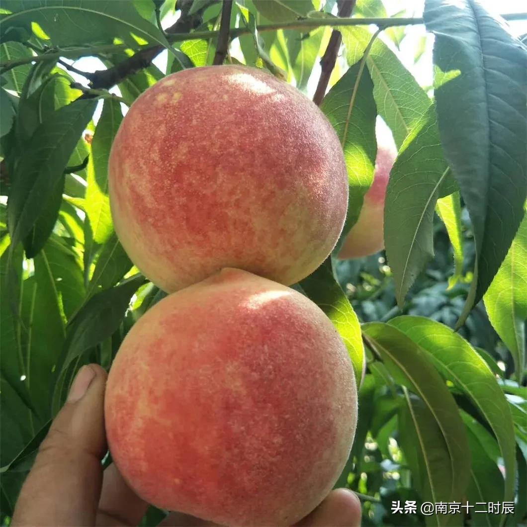 沂蒙山黄金水蜜桃,山东蒙阴金秋红蜜桃