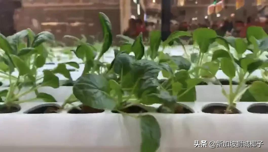 泰国超市奇葩东西,新加坡超市里的东西