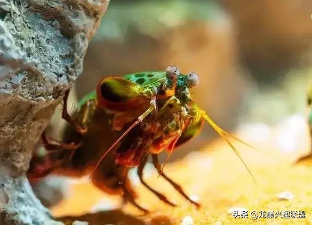 小小的皮皮虾真的有那么厉害吗,深度揭秘皮皮虾