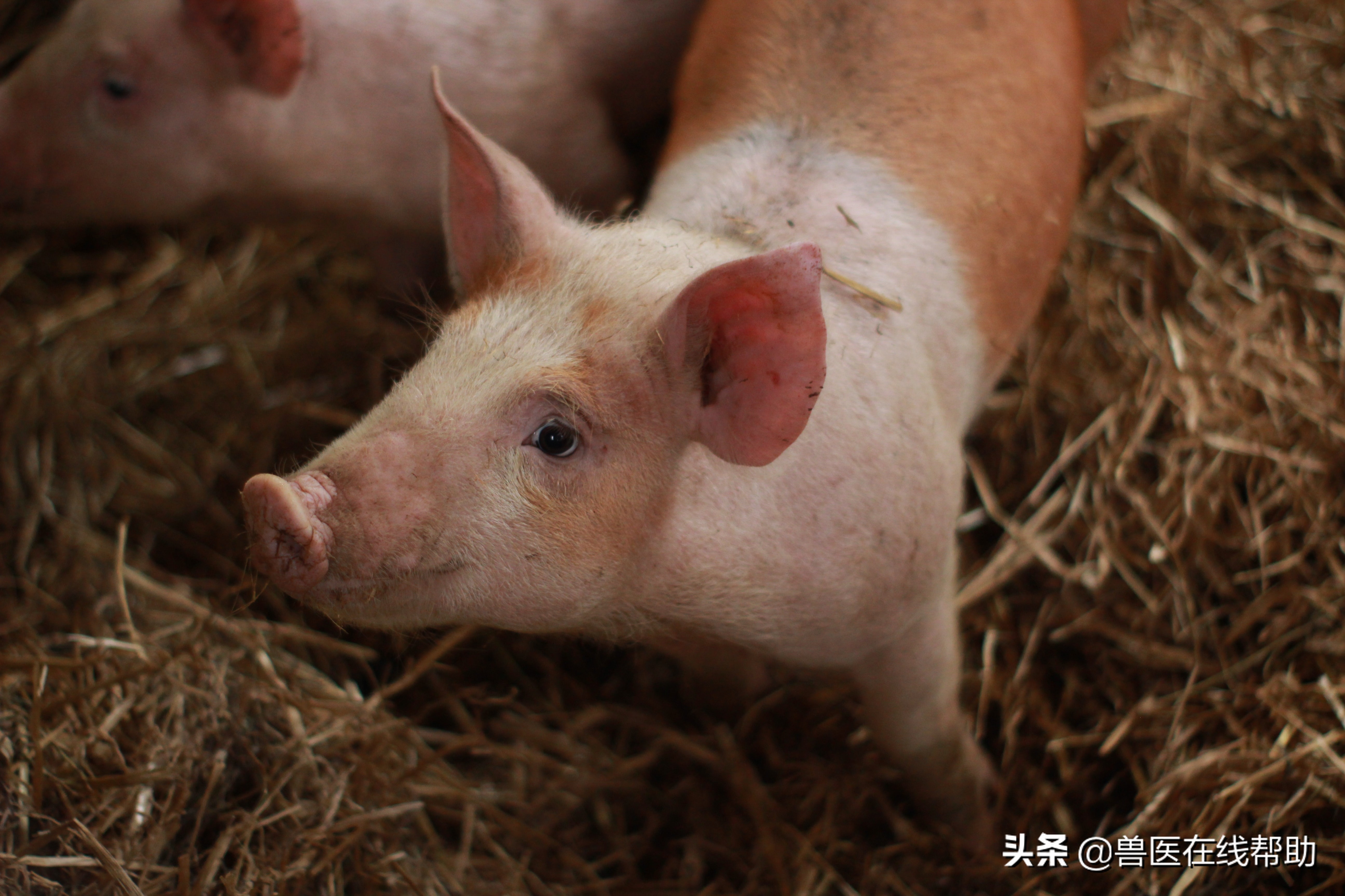 猪的伪狂犬图片,猪伪狂犬怎样补救