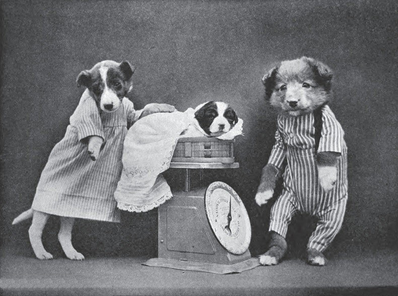 灏忕嫍灏忕尗鍖栬韩浜虹被,灏忕尗灏忕嫍鐢诲