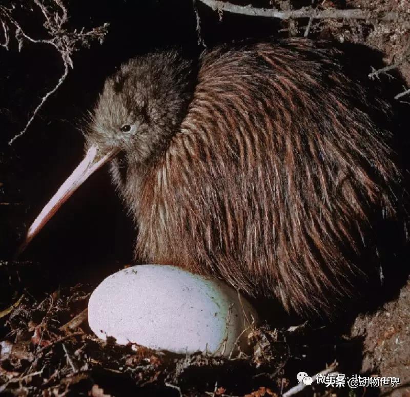 奇异鸟的样子,奇异鸟在哪里