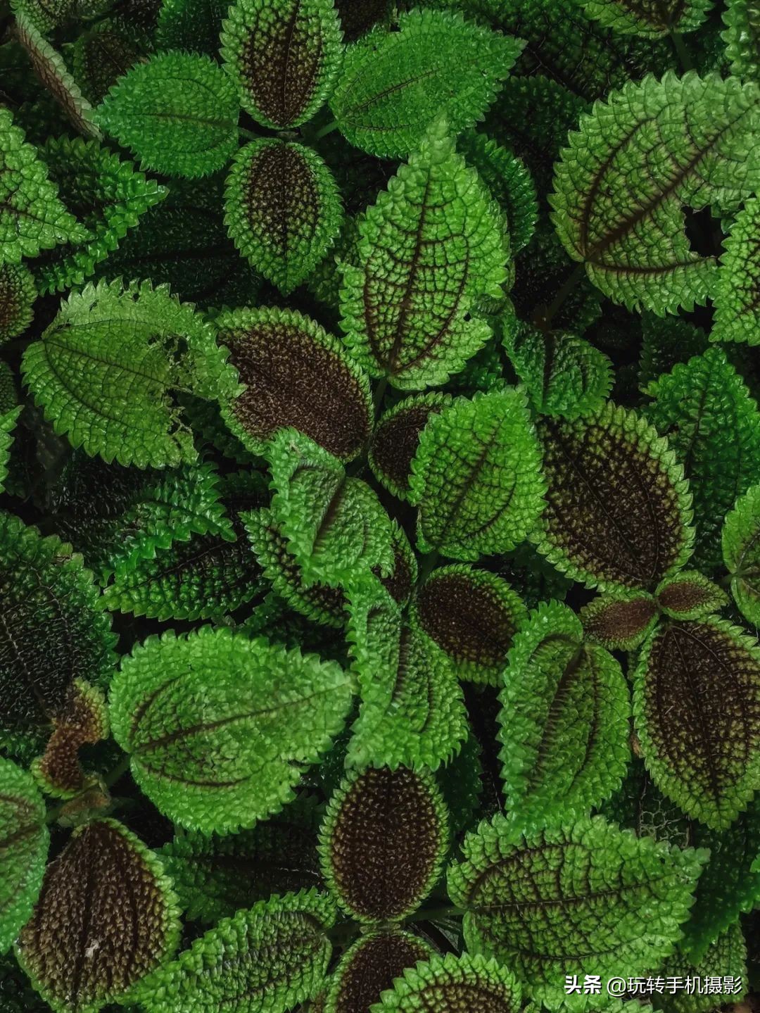 小米手机拍不了横屏照片,小米手机拍不出原有颜色