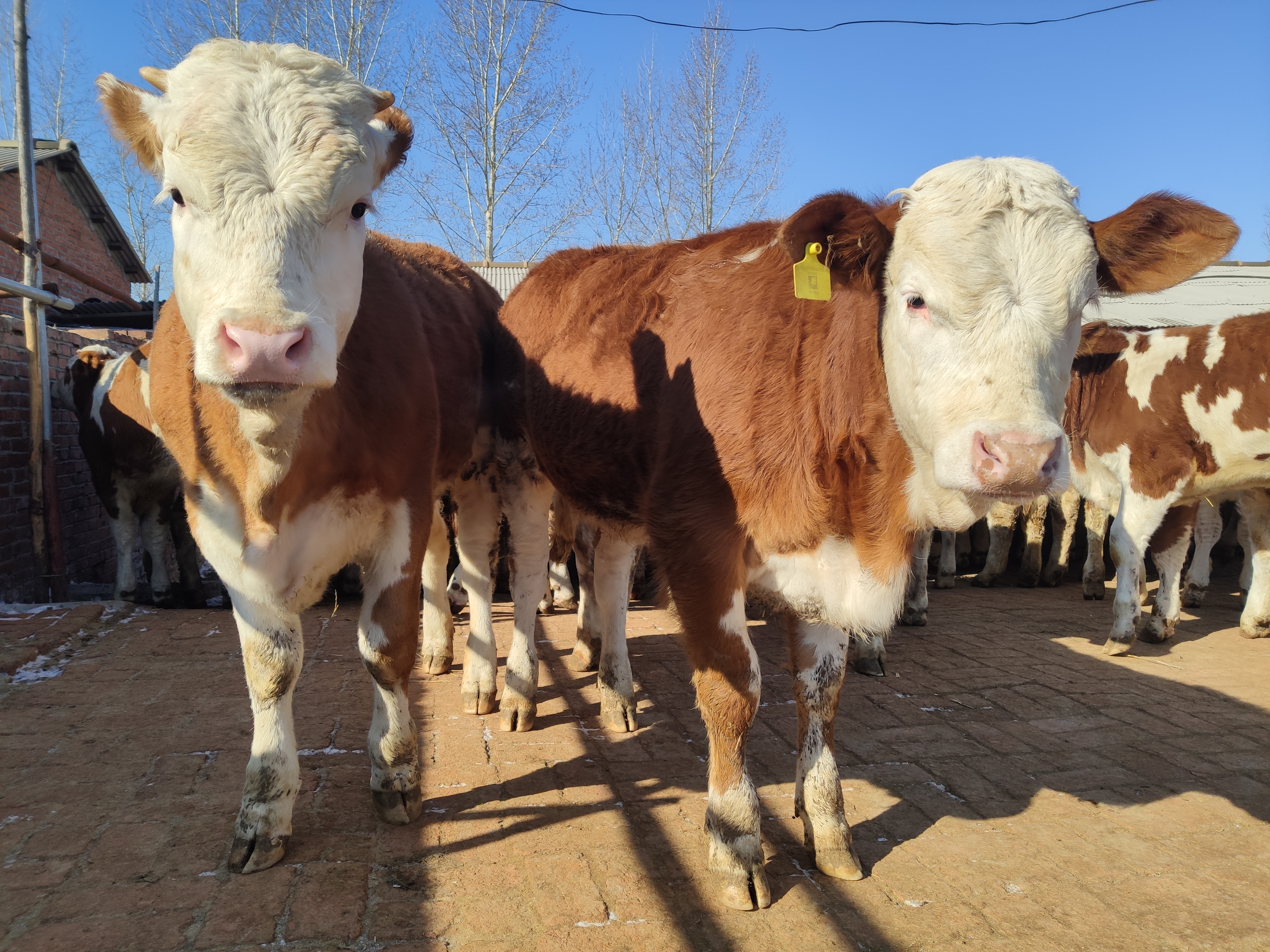 养牛风险大吗赚钱吗,养牛风险高吗