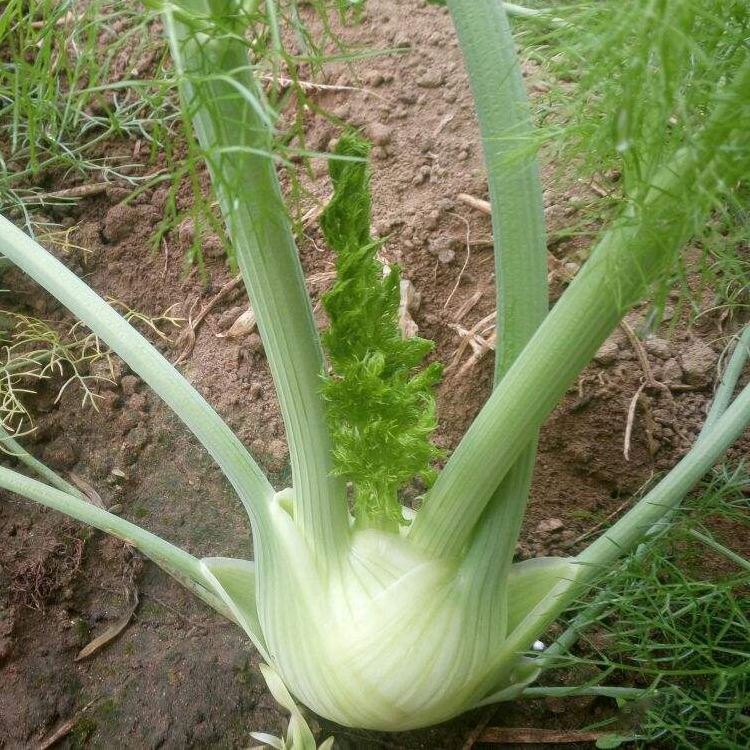 茴香菜结种子,结球茴香适合多少度下生长