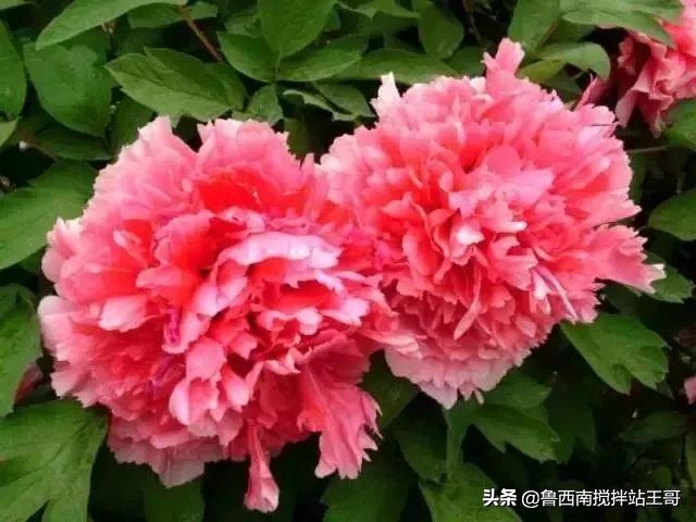 牡丹十大品种九大花系,牡丹进口品种图片及名称