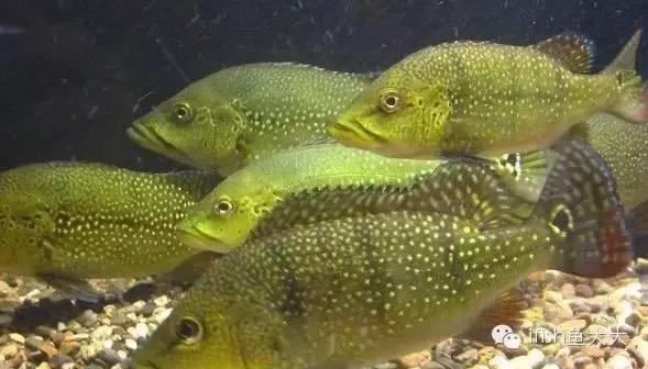 大型鱼观赏性,大型三间鱼