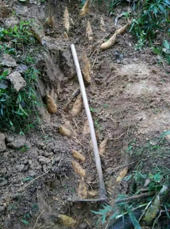 咋晒笋干,怎样晒笋干不发黑