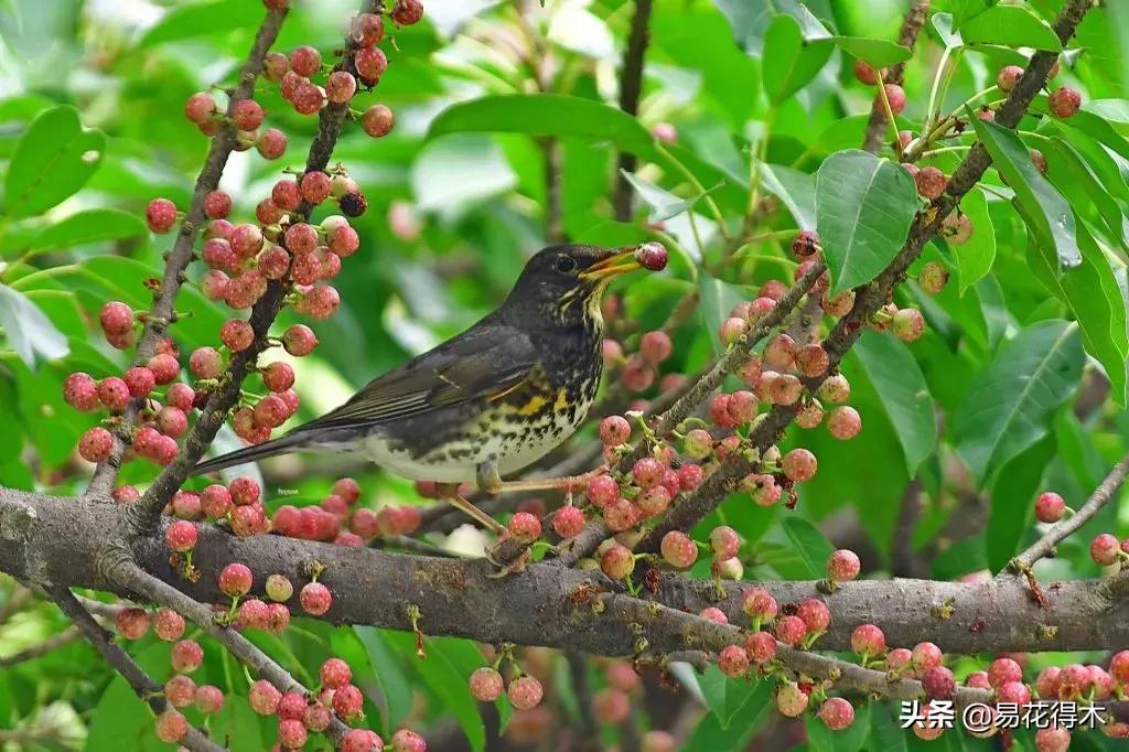 墙角榕树盆景,绝无仅有的榕树盆景