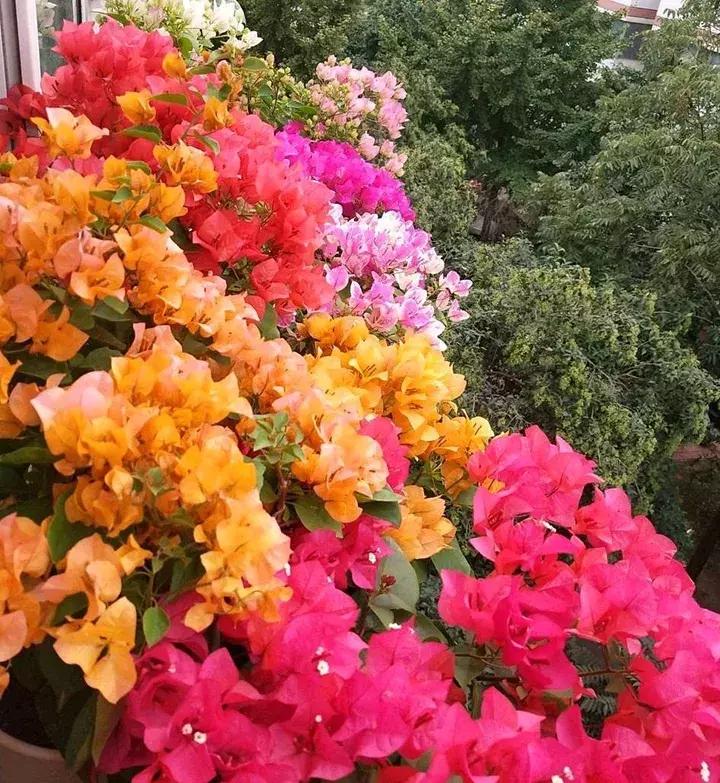 五月份被公认阳台最好养的10种花,喜阴耐旱适合室内养的50种花