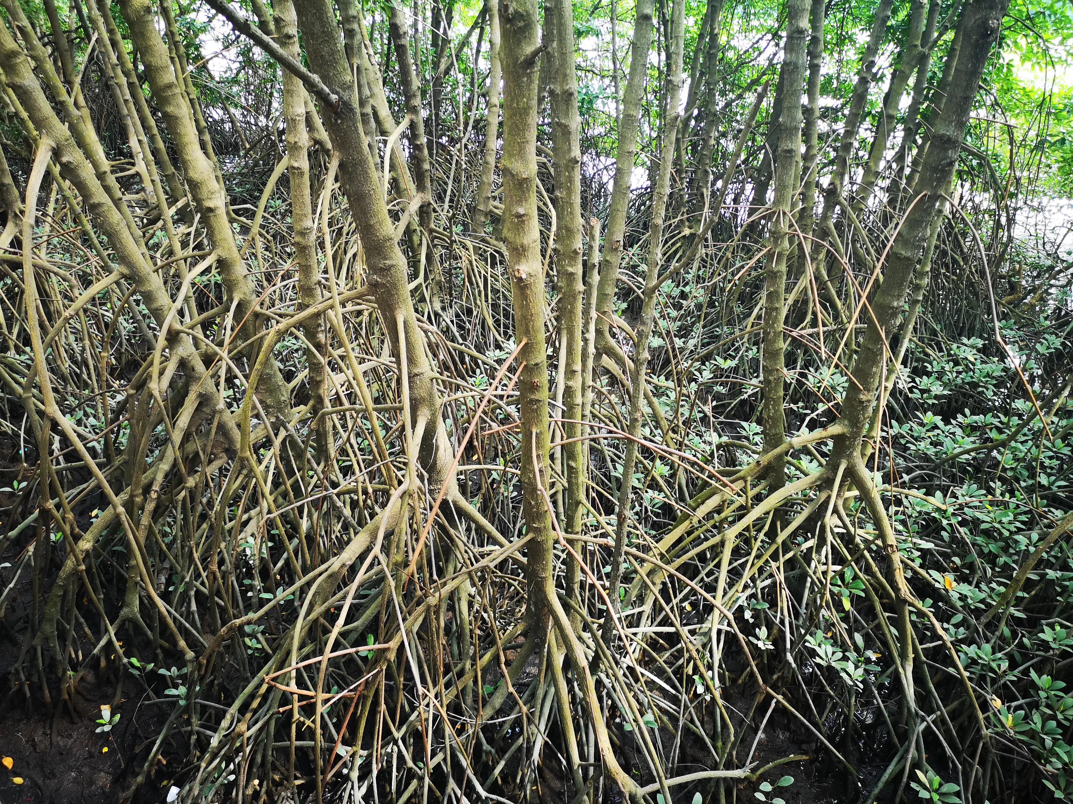 三亚红树林,神奇的亚马逊雨林