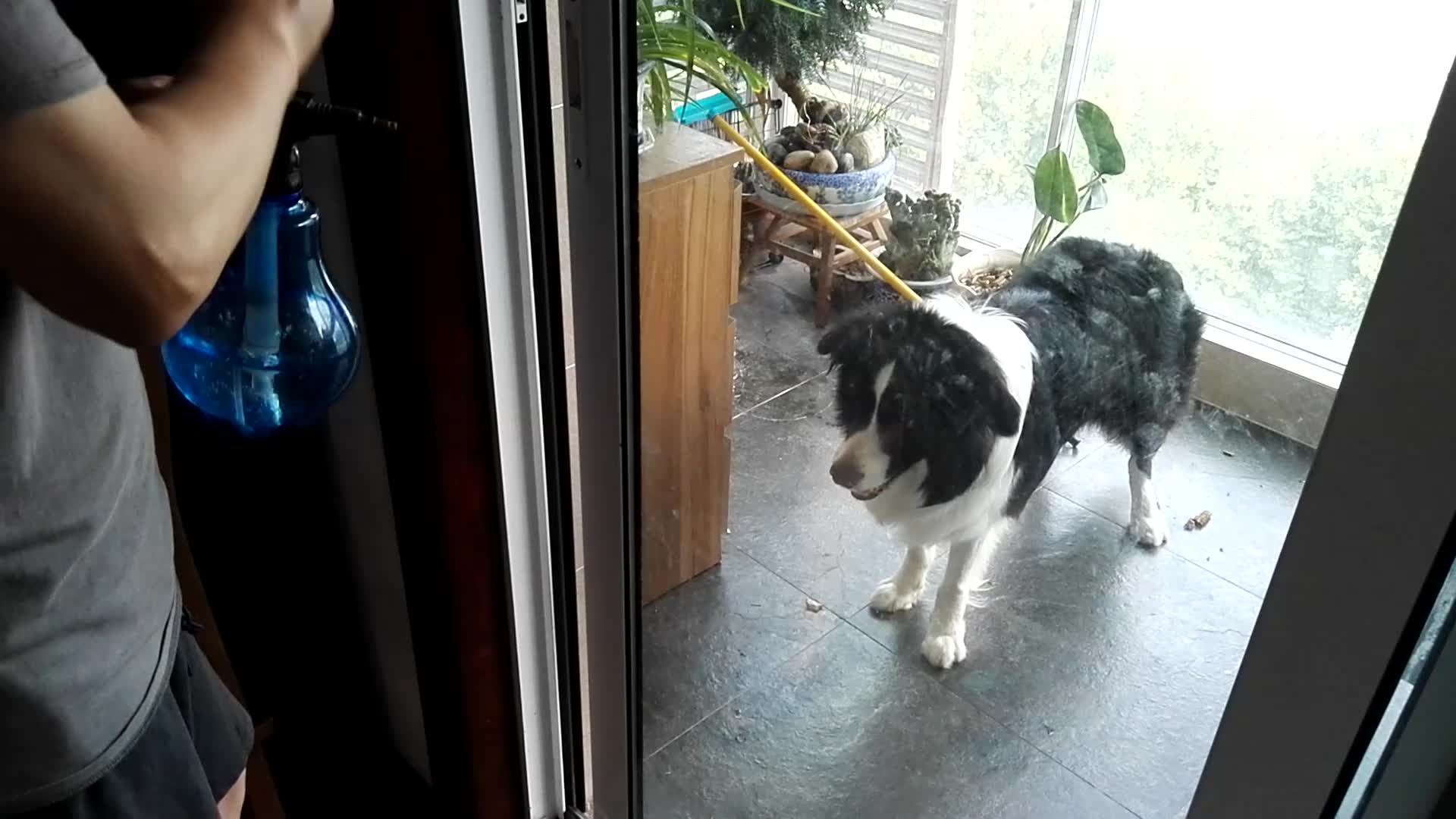 边牧为啥不是禁养犬,边牧属于禁止养犬吗