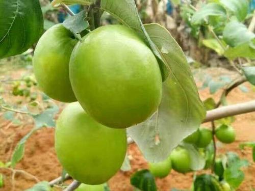 大青枣树种植技术和方法,大青枣小苗防治技术