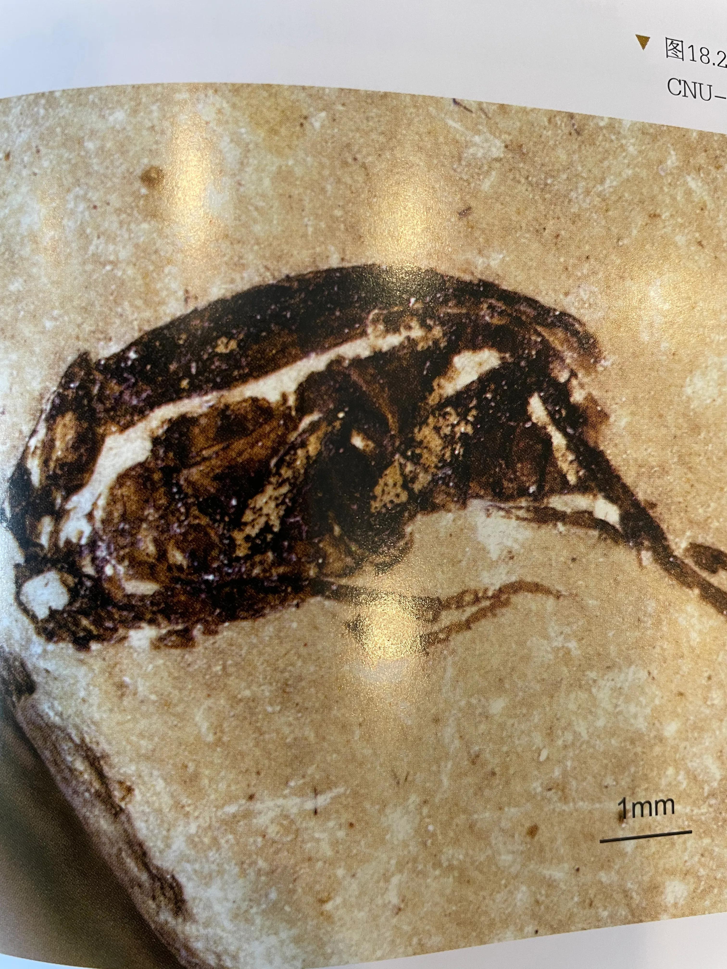 辽西昆虫化石的世界之最(二)